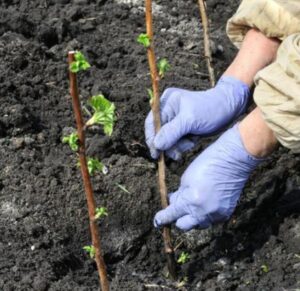 Jak i gdzie sadzić drzewka owocowe – praktyczny poradnik dla każdego ogrodnika