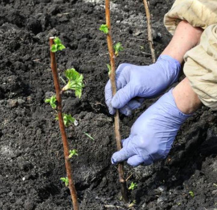 Jak i gdzie sadzić drzewka owocowe – praktyczny poradnik dla każdego ogrodnika