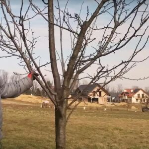 Jak i kiedy przycinać śliwę? Praktyczny poradnik krok po kroku