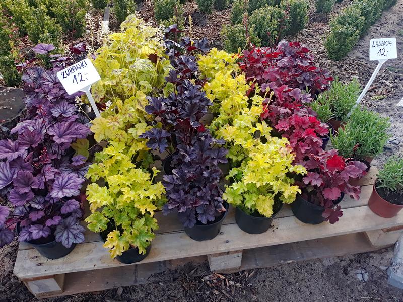 Jak i kiedy sadzić żurawki – poradnik o najlepszych terminach i gęstości sadzenia