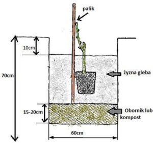 Najlepsze terminy i sprawdzone patenty na sadzenie winogron – kiedy zacząć?