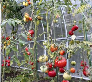 Pomidory w tunelu foliowym – kiedy i jak je skutecznie sadzić?