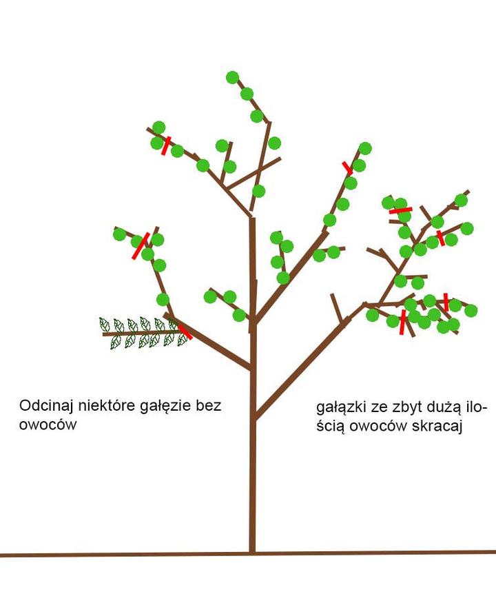 Błędy w cięciu brzoskwiń