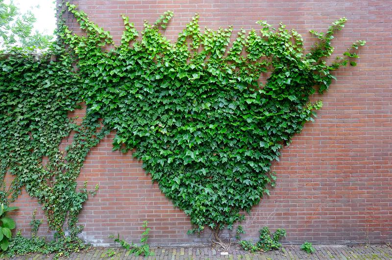 Chemiczne metody na bluszcz