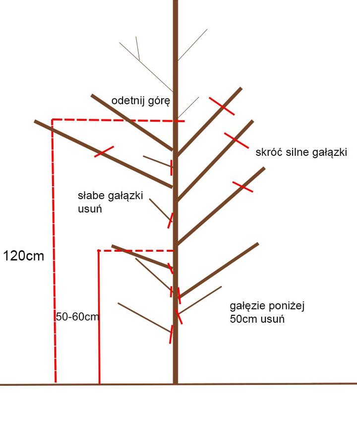 Cięcie brzoskwiń porady