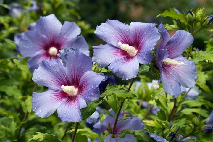 Czas przycinania roślin