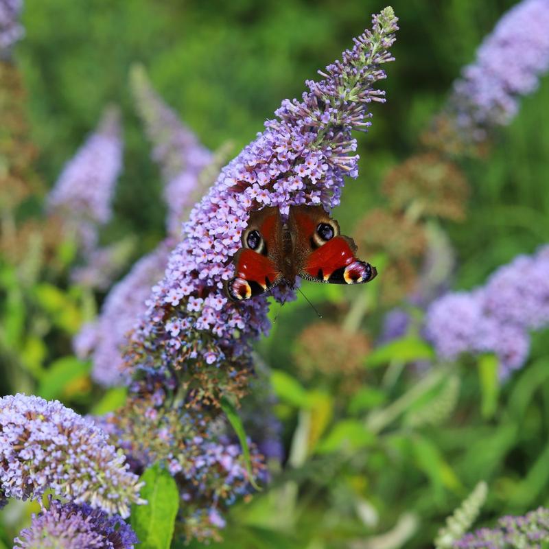 Jak przycinać budleję Dawida