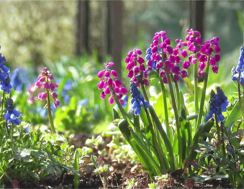 Najlepsze rośliny sezonowe