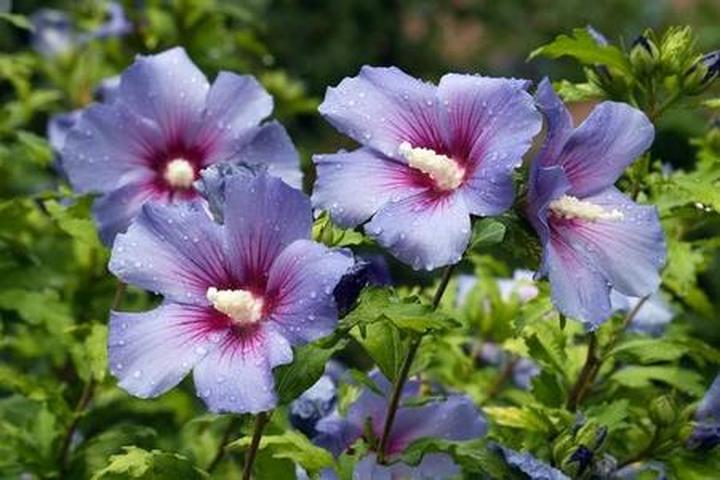 Narzędzia do pielęgnacji roślin