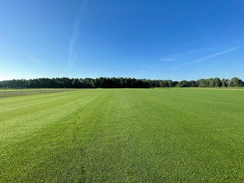 Nasiona trawy wybór