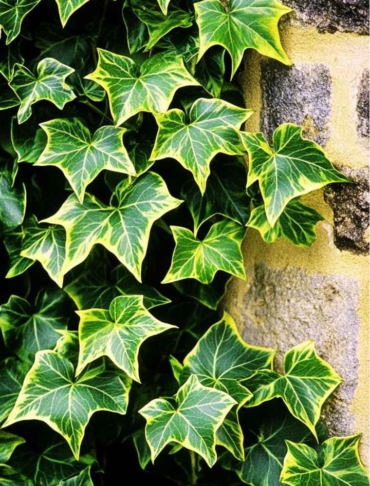 Naturalne środki na bluszcz