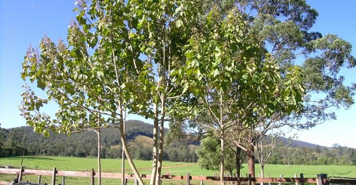 Odporne drzewa ogrodowe