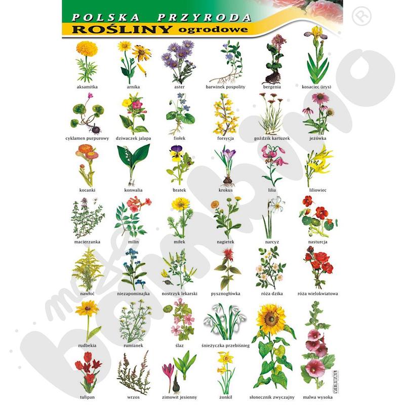 Odporne rośliny ogrodowe