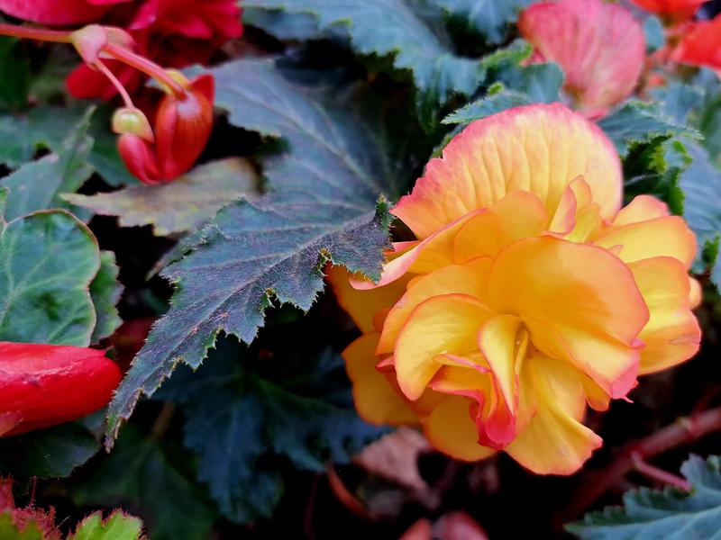 Pielęgnacja begonii