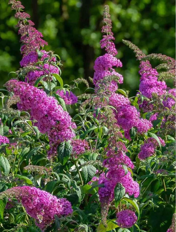 Pielęgnacja budleji Dawida