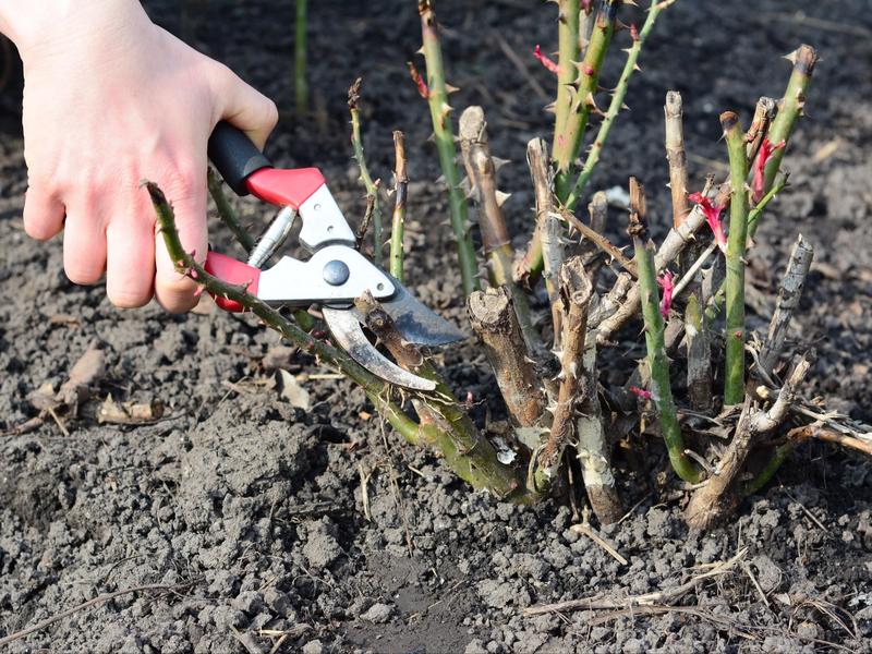 Pielęgnacja krzewów różanych