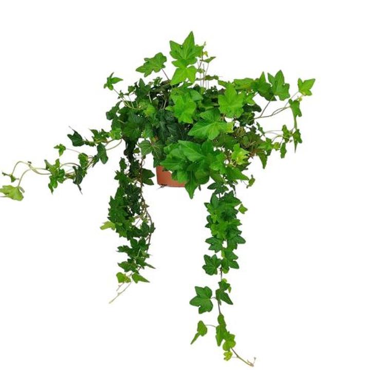 Profilaktyka wzrostu bluszczu