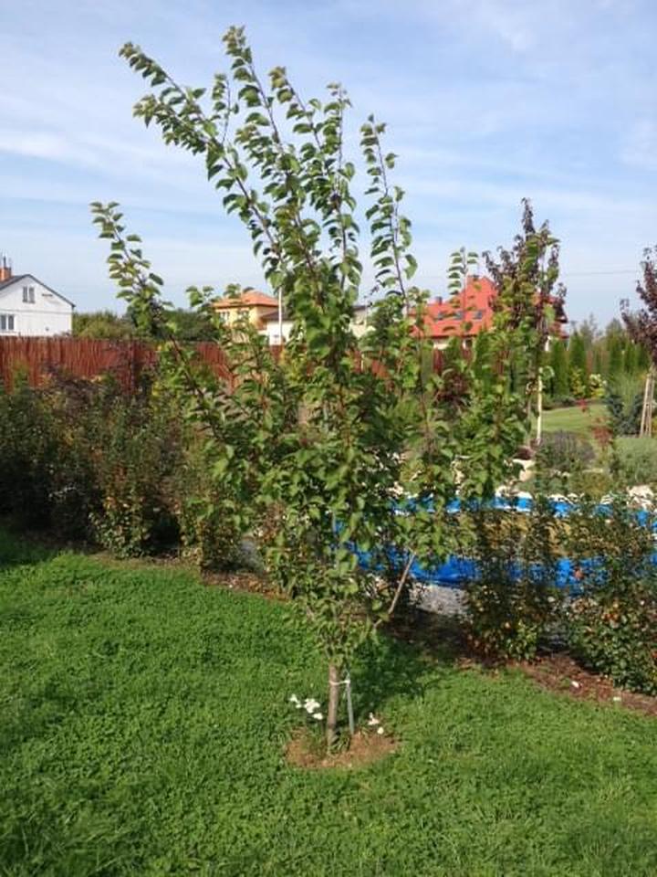 Przycinanie drzew morelowych