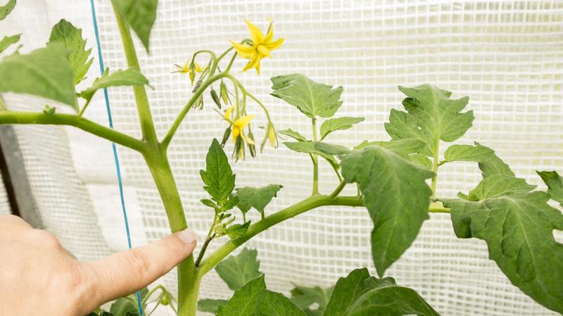 Przycinanie pomidorów poradnik