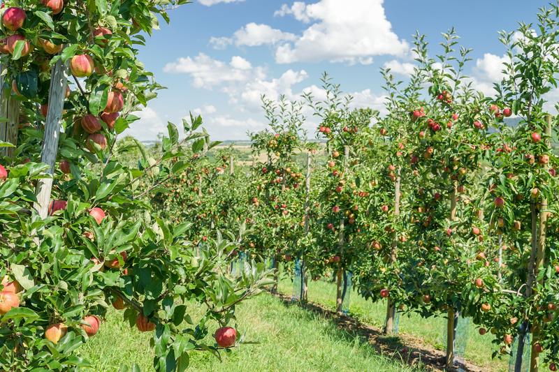 Sadzenie jabłoni jesień