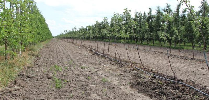 Sadzenie jabłoni wiosna