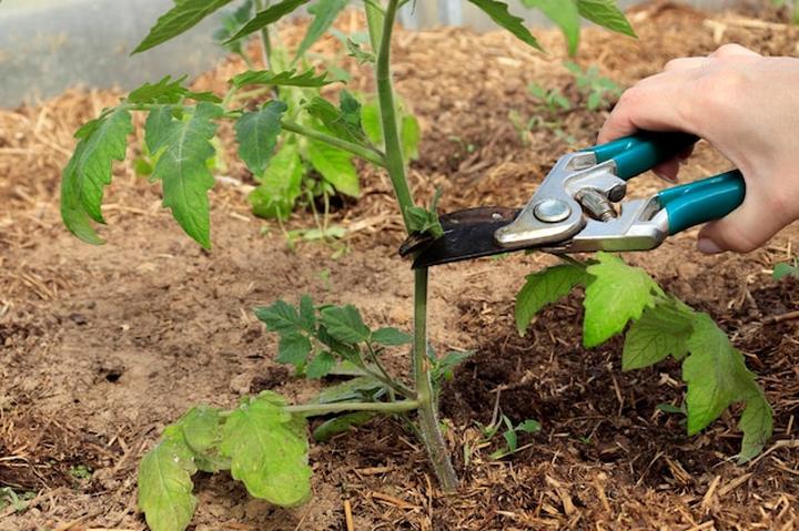 Techniki cięcia pomidorów