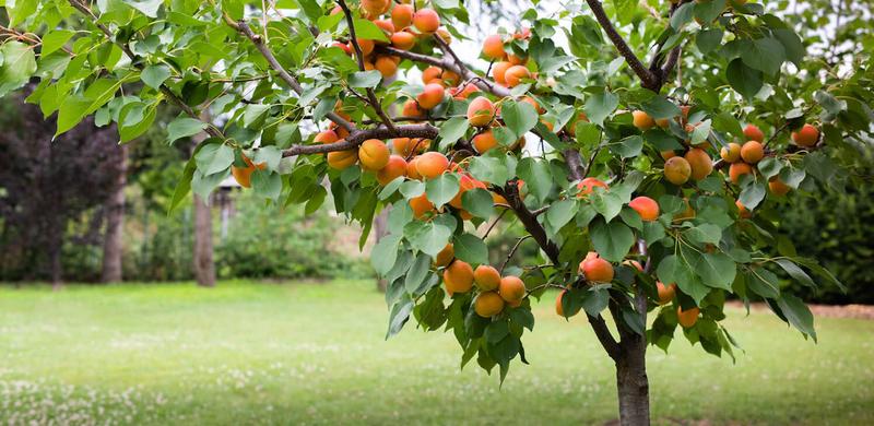 Techniki przycinania drzew