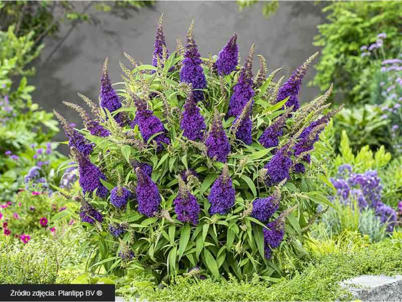 Terminy cięcia budleji