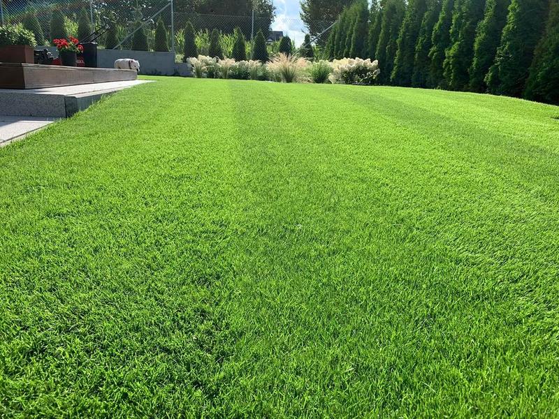 Zakładanie trawnika