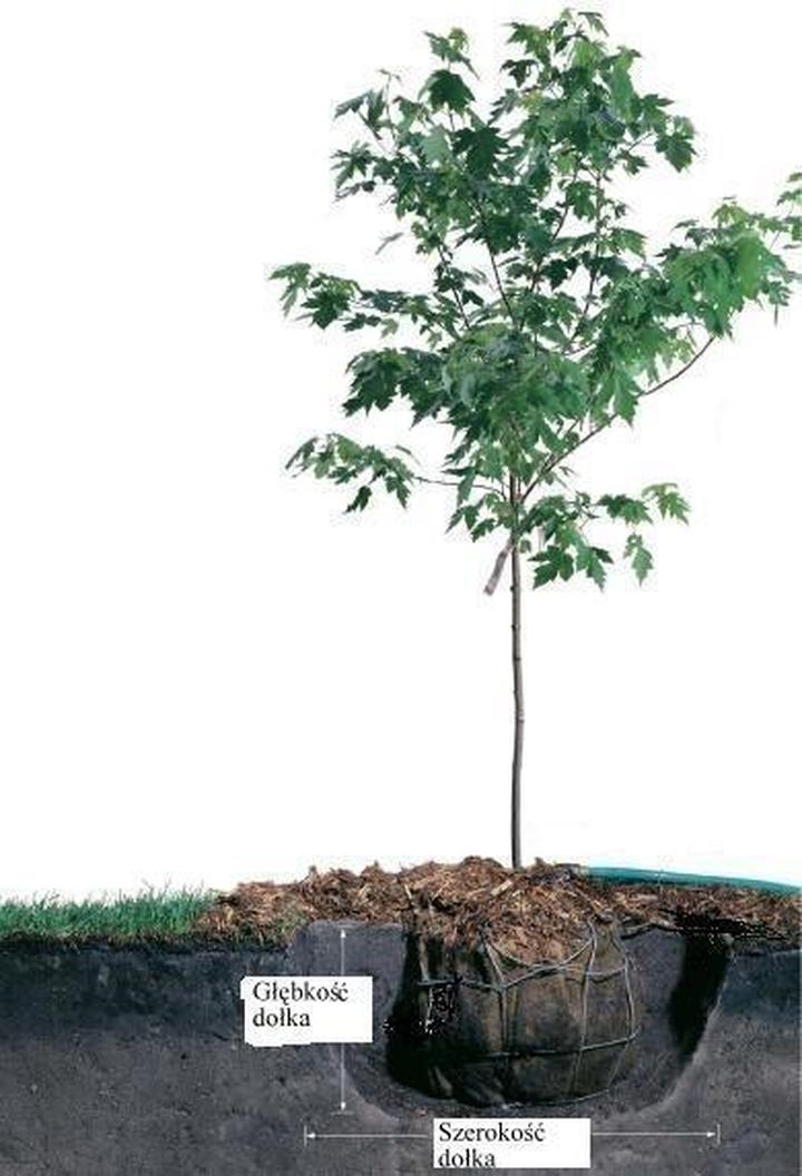 Zakup sadzonek jabłoni