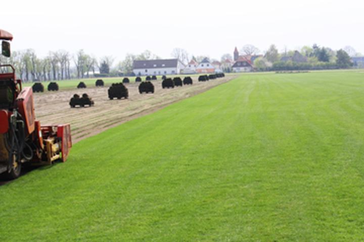 Jak efektywnie zasiewać trawę, by stworzyć wymarzony trawnik?