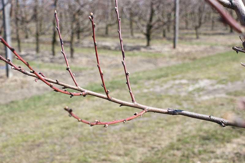 Jak skutecznie i kiedy przeprowadzić cięcie brzoskwini – praktyczny poradnik dla ogrodników