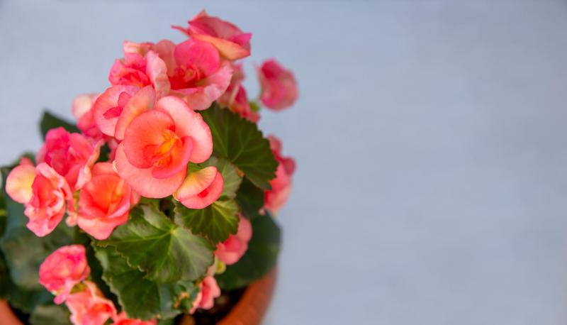 Kiedy i jak sadzić begonie, aby zachwycały na balkonie i w doniczkach?