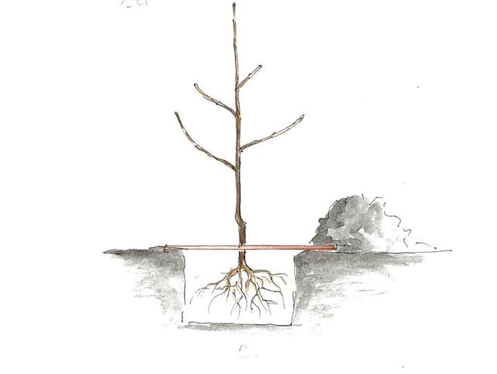 Kiedy najlepiej sadzić jabłonie – wiosna czy jesień? Poradnik dla ogrodników