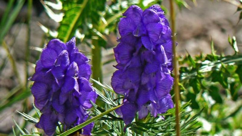 Odkryj 10 najpopularniejszych roślin ogrodowych, które zachwycą Twój ogród