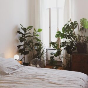 Odkryj 10 roślin, które powinieneś mieć w sypialni dla lepszego snu i zdrowia