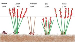 Przycinanie malin – praktyczny poradnik, kiedy i jak to zrobić?