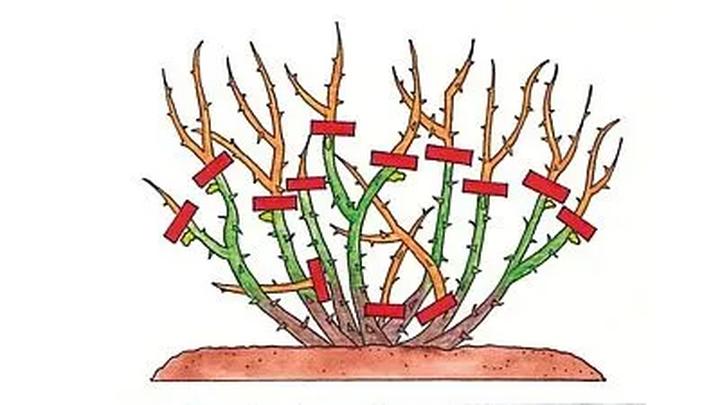 Przycinanie róż: Kiedy, jak i dlaczego warto to robić? Kompletny poradnik dla pasjonatów ogrodnictwa