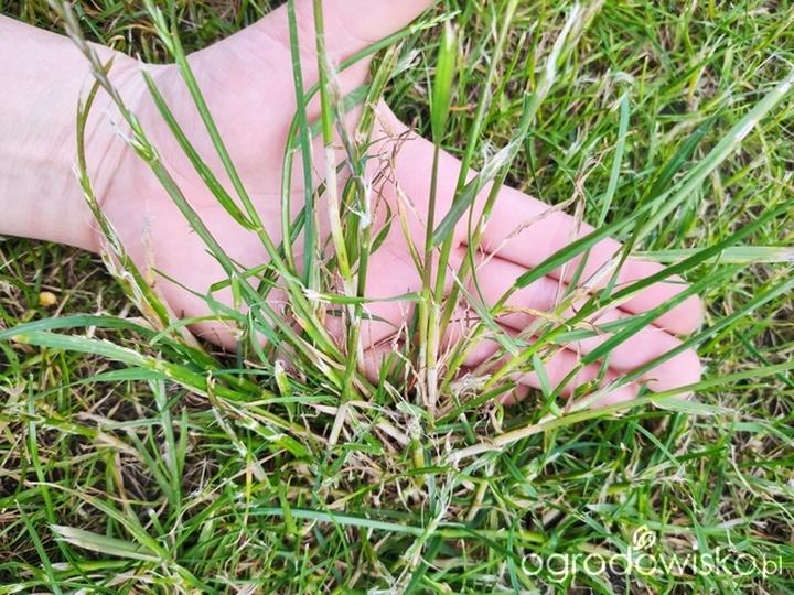 Chemiczne środki ochrony