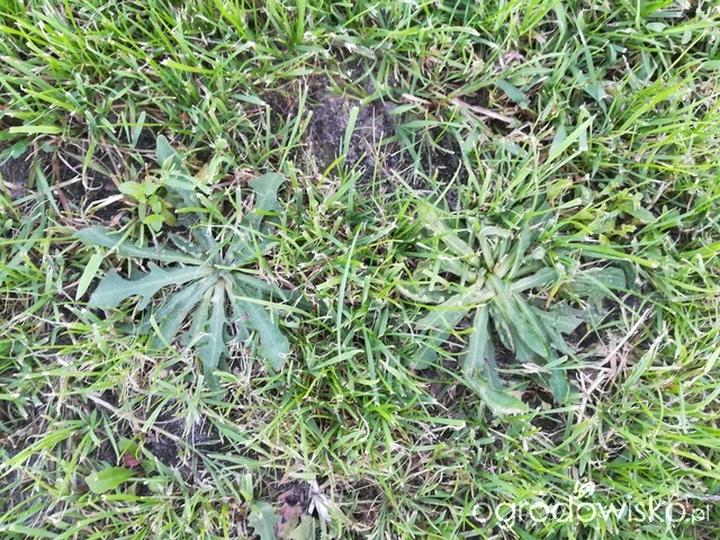 Naturalne metody eliminacji