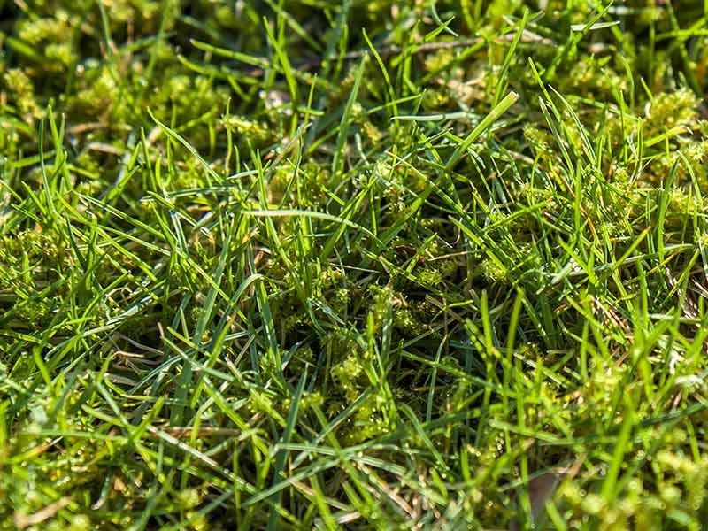 Naturalne sposoby na mech