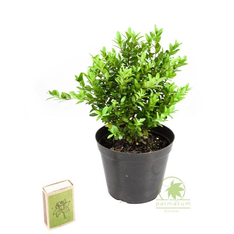 Opieka nad bukszpanem