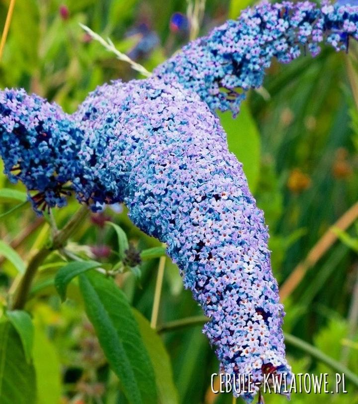 Pielęgnacja budleji trójkolorowej