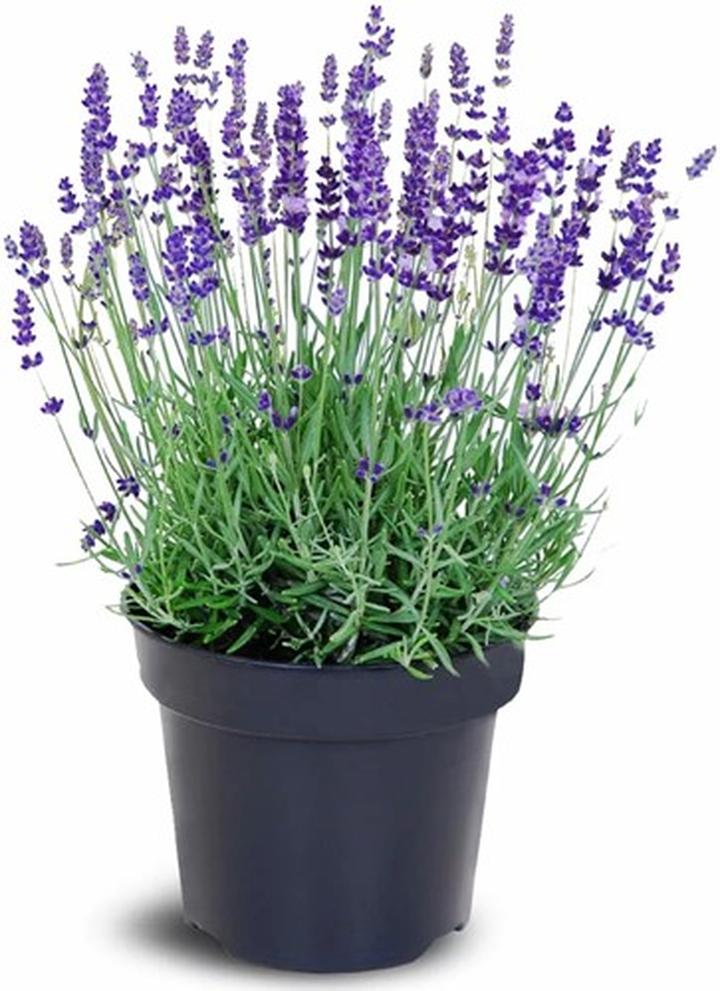 Pielęgnacja lawendy