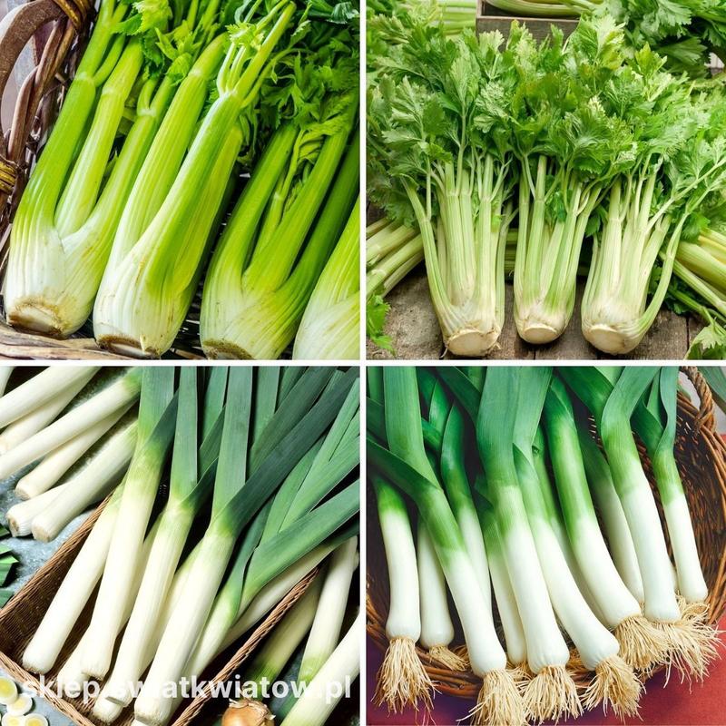 Problemy uprawy pora i czosnku