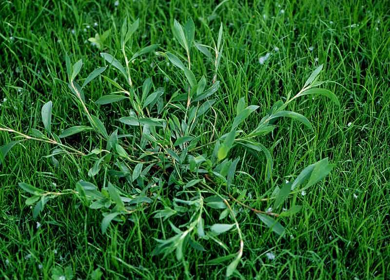 Profilaktyka trawnika