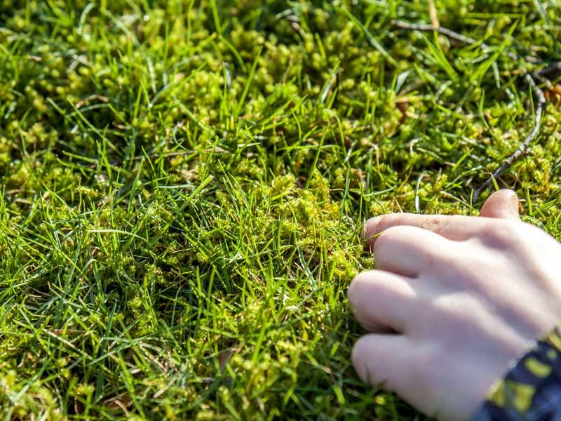 Przyczyny mchu w ogrodzie