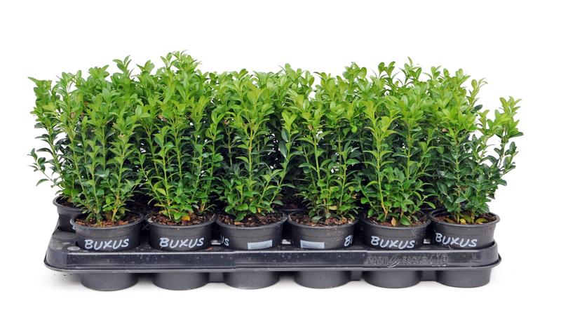 Rozmnażanie bukszpanu porady