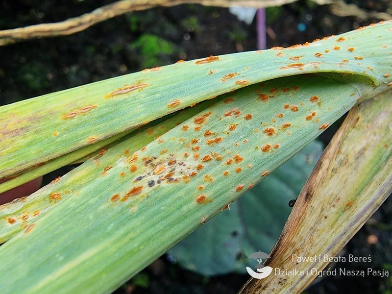 Techniki uprawy czosnku