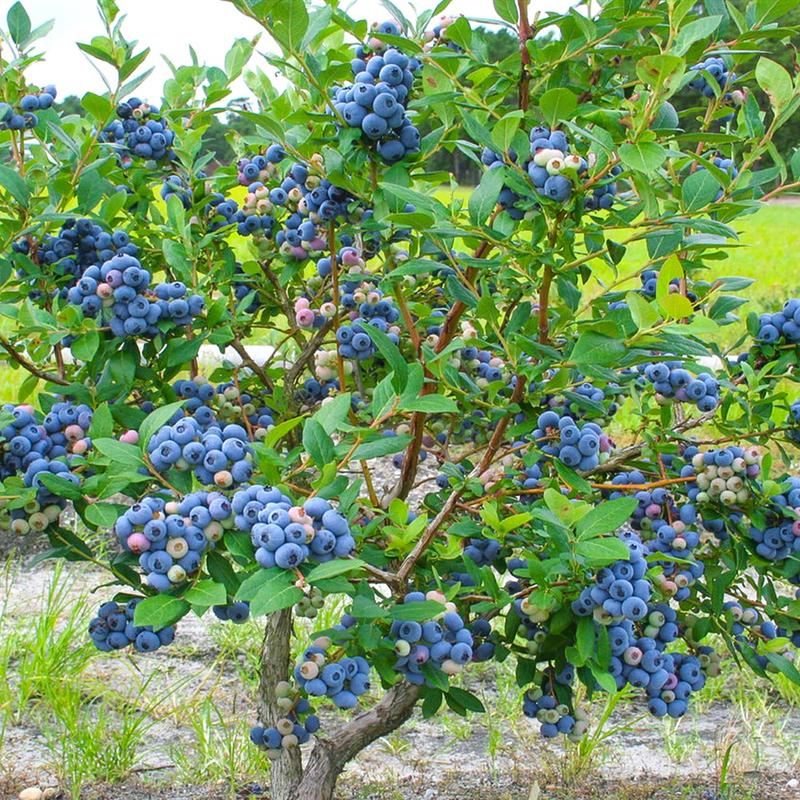 Uprawa borówki w ogrodzie